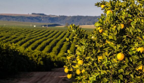 Thumbnail for South Africa cuts citrus export forecast after floods, overall impact remains minor 