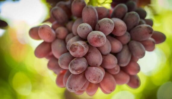 Thumbnail for French table grape sector targets 40% seedless production as AIRSO unites growers, retailers