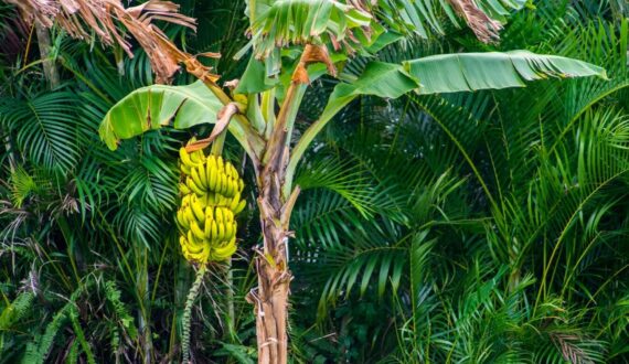 Thumbnail for Kenya approves gene-edited BXW-resistant banana for field trials as conventional crop