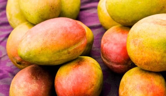 Thumbnail for NIHORT expands mango sector support with value addition, as Nigeria targets export growth