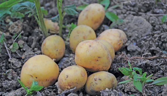 Thumbnail for South African potato sector faces climate, input challenges as consumption exceeds global average