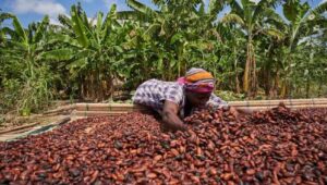 Ghana to introduce new COCOBOD bill