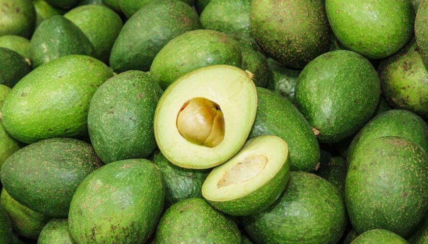 Thumbnail for Global avocado market faces volatility as El Niño threatens yields, trade expands