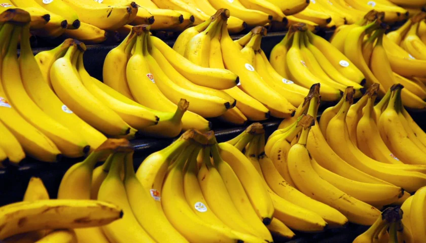 Thumbnail for Cameroon Development Corporation banana exports hit 2026 low in June amid dry season, conflict