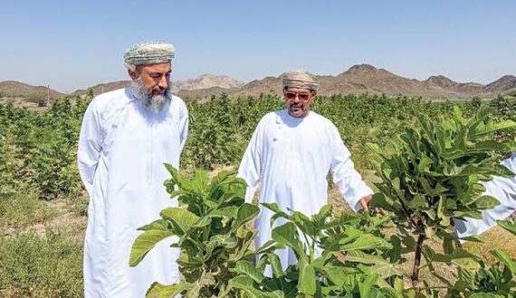 Thumbnail for Oman launches Buraimi fruit cultivation project to boost food security, attract private investment