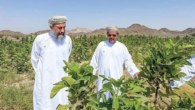 Thumbnail for Oman launches Buraimi fruit cultivation project to boost food security, attract private investment