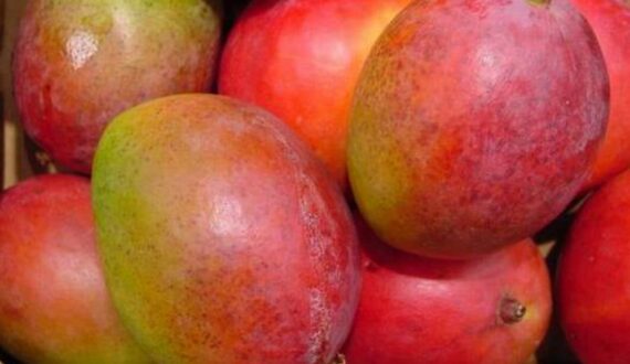 Thumbnail for Sudan mango industry crushed by war, supply chain collapse