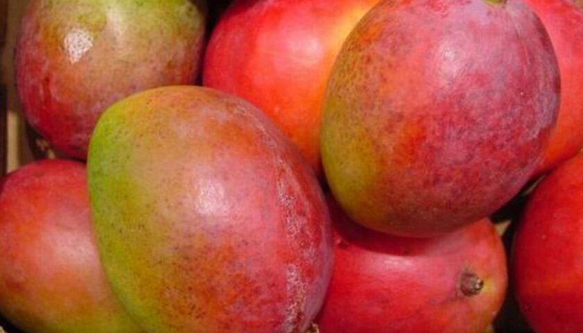 Thumbnail for Sudan mango industry crushed by war, supply chain collapse
