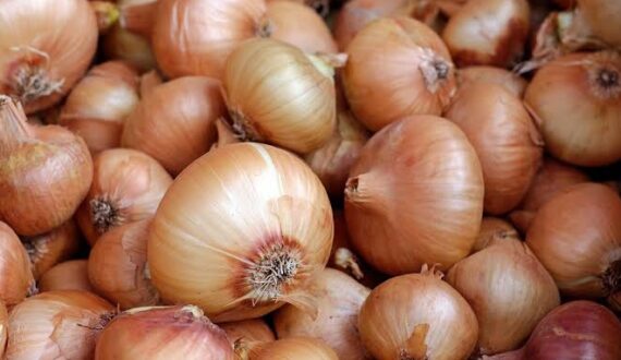 Thumbnail for Morocco resumes onion exports to Africa, as tomato, potato restrictions remain