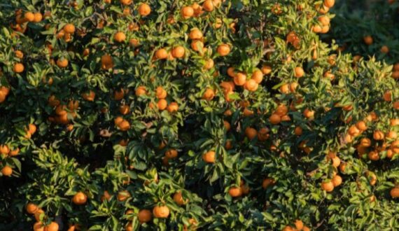 Thumbnail for Peruvian citrus exports drop 20% as mandarin decline offsets lemon, orange growth
