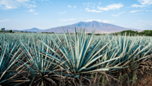 Global Tequila market set for continued growth to 2030 – IWSR