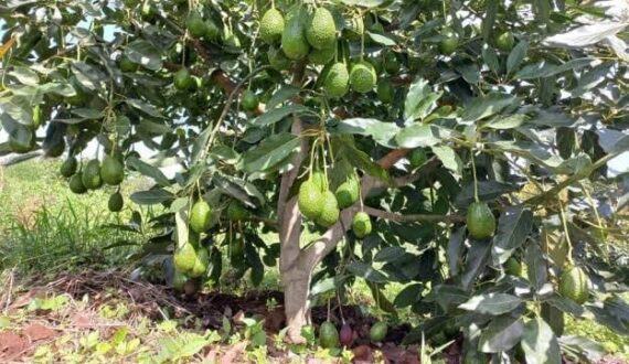Thumbnail for Kenya urges farmers to shift from maize to avocados, macadamia for higher incomes