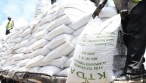KTDA to import 1.98M fertiliser bags for 750,000 tea farmers ahead of 2026/27 season