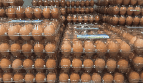 Thumbnail for Ghana, Burkina Faso lift egg trade restrictions to revive cross-border poultry market