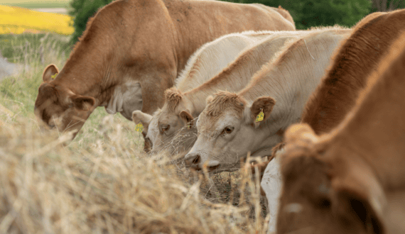 Thumbnail for Philippines, Türkiye move to accredit 30 halal production facilities