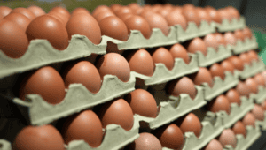 Ghana, Burkina Faso lift egg trade restrictions to revive cross-border poultry market