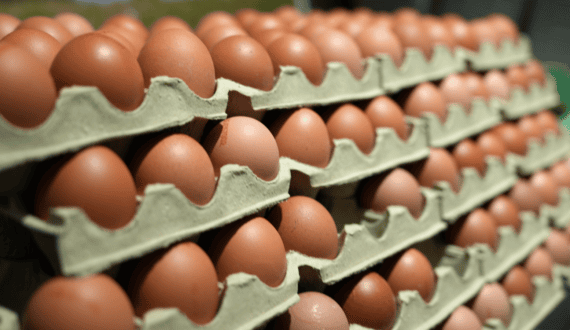 Thumbnail for Cal-Maine Q4 revenue drops nearly 50% as egg prices hit historic lows