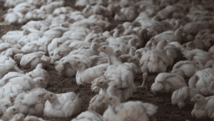 Trouw Nutrition showcases poultry nutrition research at World’s Poultry Congress