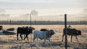 Brazil expands livestock genetics partnerships across Africa