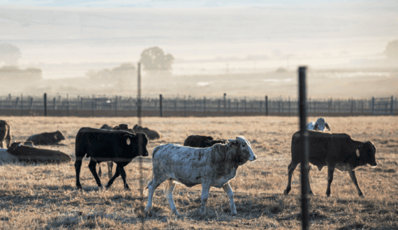 Brazil expands livestock genetics partnerships across Africa