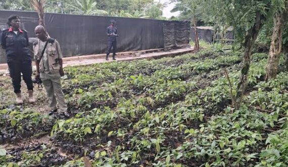 Thumbnail for Nigeria launches distribution of 1M hybrid cocoa seedlings to boost production 