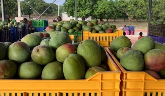 Thumbnail for West Africa’s floods disrupt logistics, infrastructure, Ivorian mango exports spared