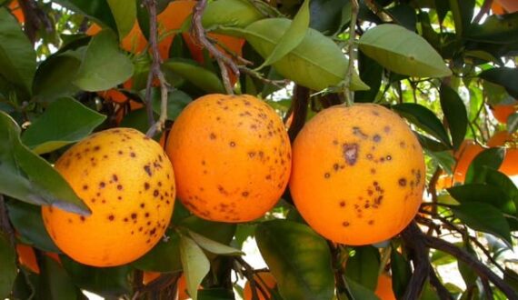 Thumbnail for South Africa leads 66% surge in EU citrus pest interceptions, growers demand stricter controls