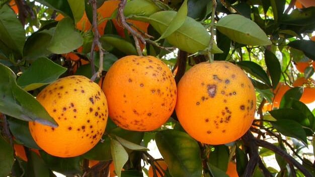 Thumbnail for South Africa leads 66% surge in EU citrus pest interceptions, growers demand stricter controls