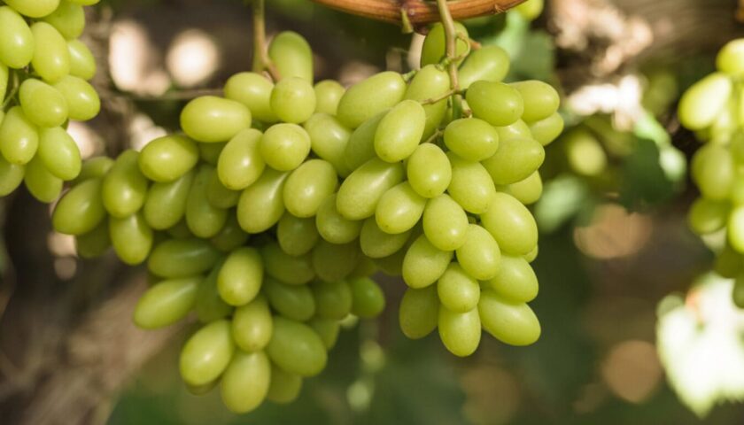 Thumbnail for US imposes 35% tariff on Brazilian table grapes as Abrafrutas urges market diversification