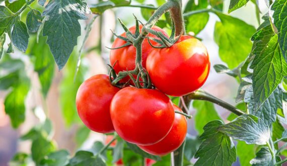 Thumbnail for Kisumu’s Kochieng tomato factory nears completion as county targets value addition, job creation