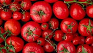 Burkina Faso launches National Tomato Research Program to cut 30-40% post-harvest losses