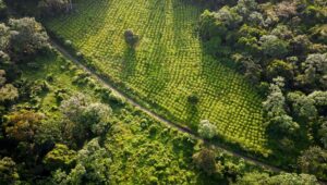 World Cocoa Foundation launches new deforestation risk assessment methodology