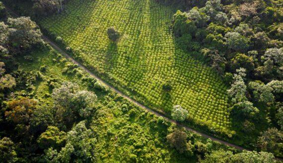 Thumbnail for World Cocoa Foundation launches new deforestation risk assessment methodology