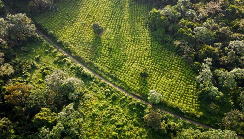 Thumbnail for World Cocoa Foundation launches new deforestation risk assessment methodology