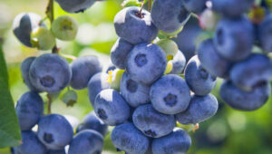 Morocco blueberry exports near 90,000 tons as UK demand drives growth