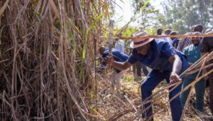 Kenya orders sugar millers to pay cane farmers within seven days