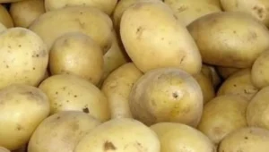Africa releases new potato, sweetpotato varieties to fight climate stress, disease