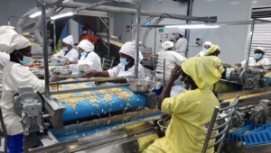 Robust secures US$20M debt facility to drive cashew processing in Côte d’Ivoire