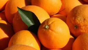 South Africa forecasts record citrus exports despite flooding, Middle East disruptions