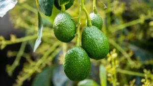 Moroccan avocado growers fear repeat of heatwave devastation as extreme weather threatens Gharb region
