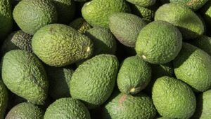 Kakuzi profits plunge as drought, Red Sea disruptions hit avocado, macadamia exports