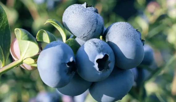 Thumbnail for Hippo Valley Estates’ domestic sugar sales rise 8% as exports face trade restrictions
