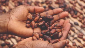 GestPoint allocates 100 acres for large-scale cocoa farming in Nigeria