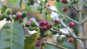 Fairtrade International raises minimum coffee prices for Arabica and Robusta beans