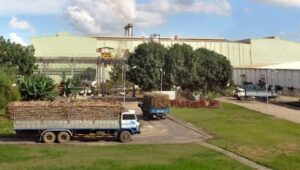 KCP Sugar net profit surges 158.5% in Q1 FY2026-27