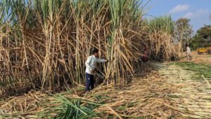 India may restrict sugarcane ethanol production as sugar prices hit record high