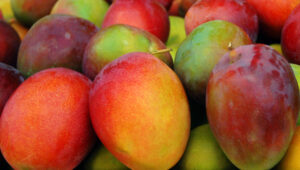 Côte d’Ivoire leads Africa mango exports, targets processing to cut 40% post-harvest losses