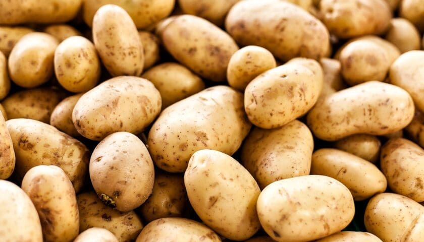 Thumbnail for Saudi Arabia achieves potato self-sufficiency, expands frozen exports, processing sector