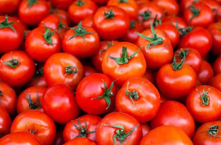 Thumbnail for Russia detects tomato pests, viruses in Belarus, Turkey, Kazakhstan shipments