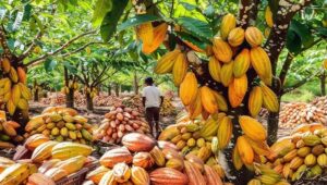 Ghana COCOBOD seeks US$1.4B domestic funding for 2026/27 cocoa purchases